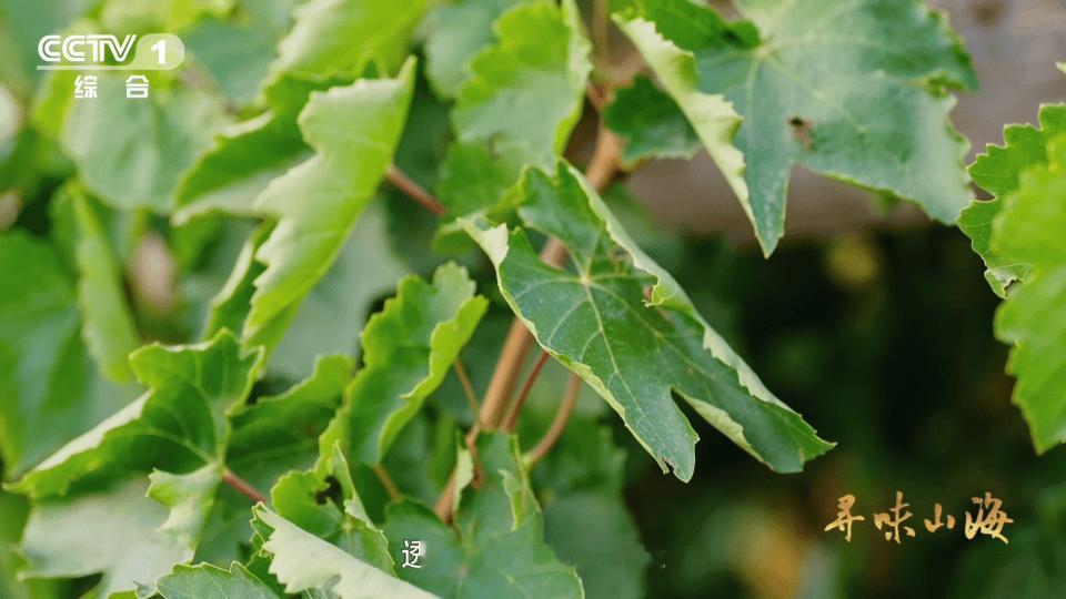 新疆买葡萄干也分色号新疆葡萄干靠晒太阳变颜色原来葡萄干也分“色号”！吐鲁番的无核