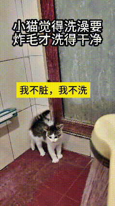 我来来回回看了好几遍这个视频，真是给我逗得不行。主人刚把淋浴头打开准备给小猫洗澡