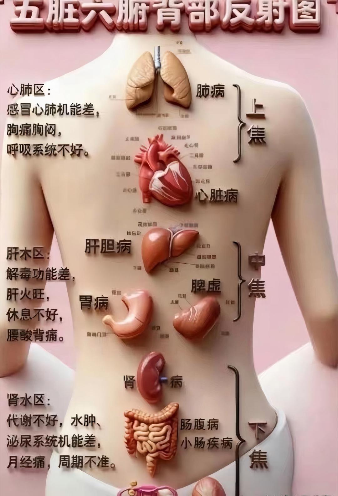 看懂背部反射区，轻松读懂自己的身体信号💡老话说：背为五脏之镜，健康全写在背上