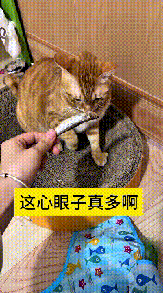 看到这个视频，直接笑出眼泪。咱河南老乡瞅瞅，主人拿着小鱼干逗这只橘猫，它眼睛直