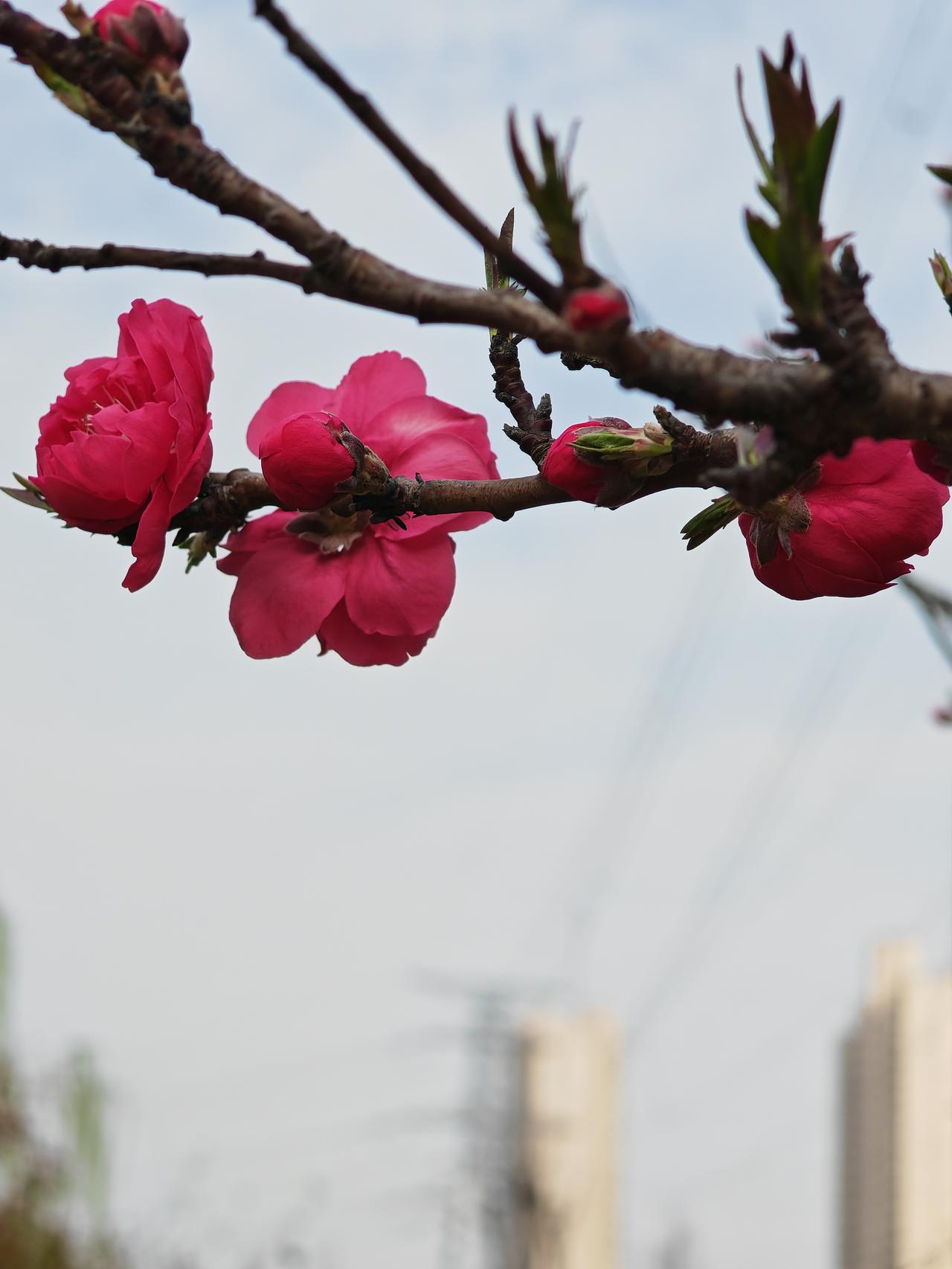 晋帝国河内太守郭默将妻子送给刘曜作人质，请刘曜卖给粮食。汉赵帝国中山王刘曜与