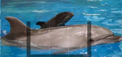 当时在场的兽医都愣住了，毕竟这种胎儿特征在常规海豚妊娠中根本见不到。这只名叫