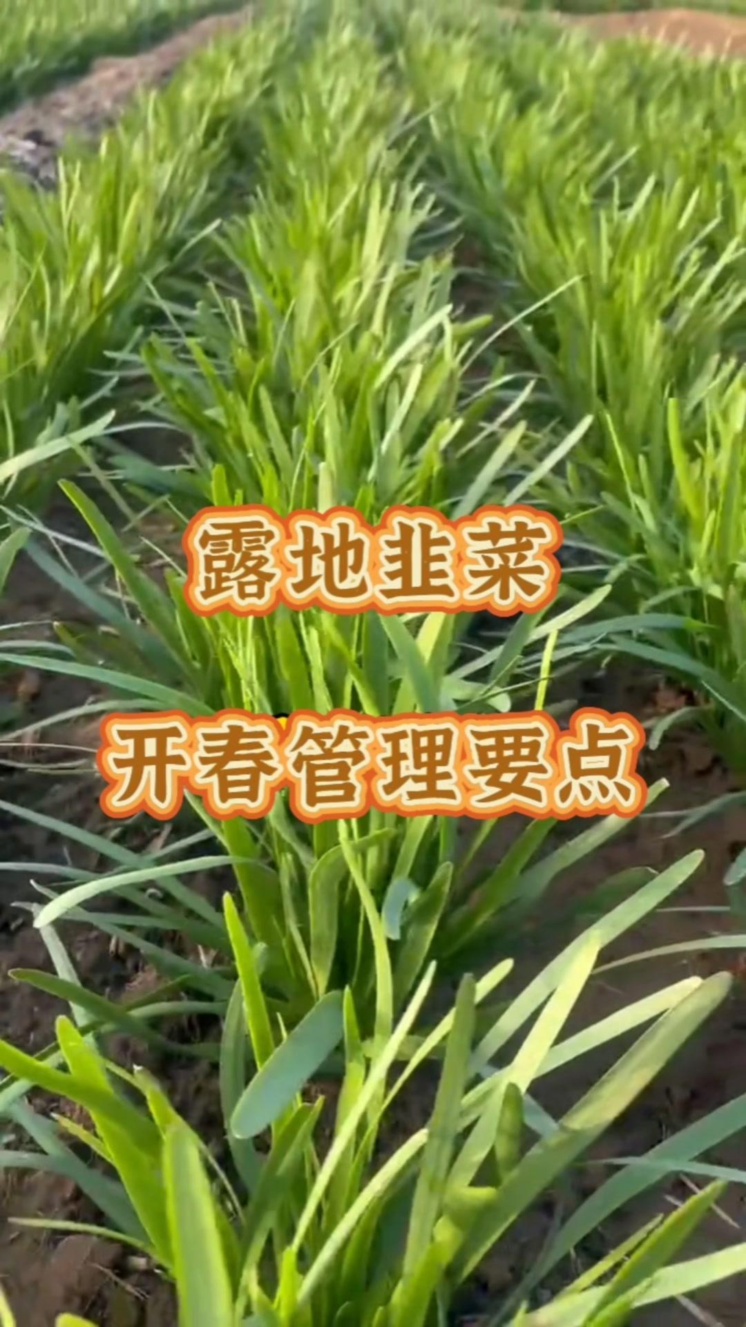 1️⃣清除枯叶杂草，平整土地，提高地温。2️⃣浇返青水，视土壤墒情而定，土壤