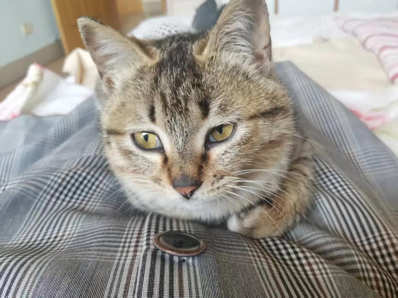 那天救了一只猫咪，把它藏在阁楼上。一有空闲我就去看看它，喂喂它，和它玩耍上一阵子