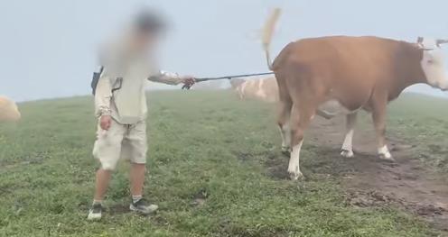 游客喂牛吃牛肉干、敲打牛屁股被牛群“攻击”? 五台山景区回应