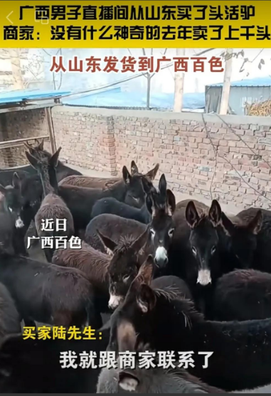 广西大叔心真大，在直播间从山东买了头活驴11000元，运费1200元，女儿