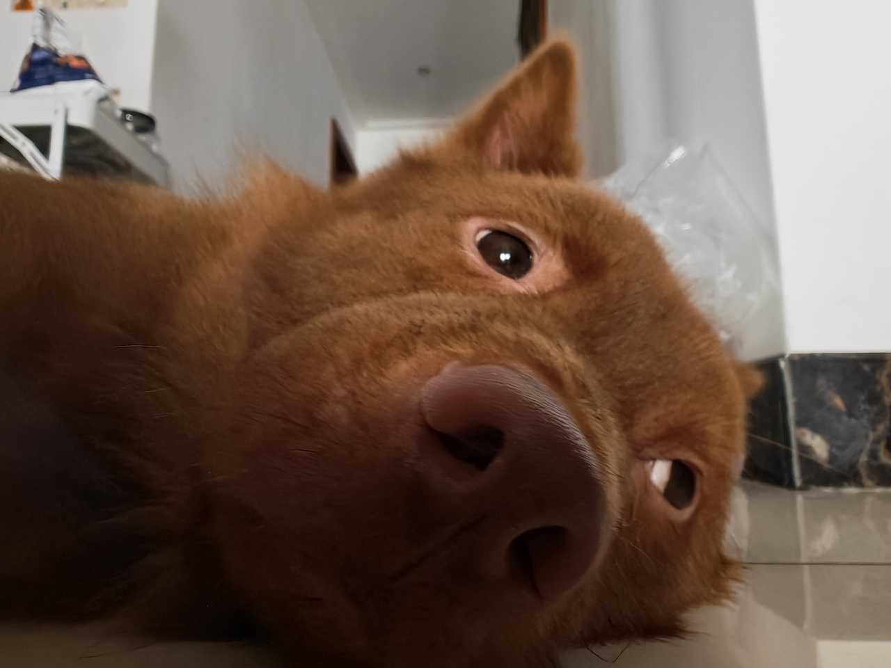狗眼睛贼溜溜