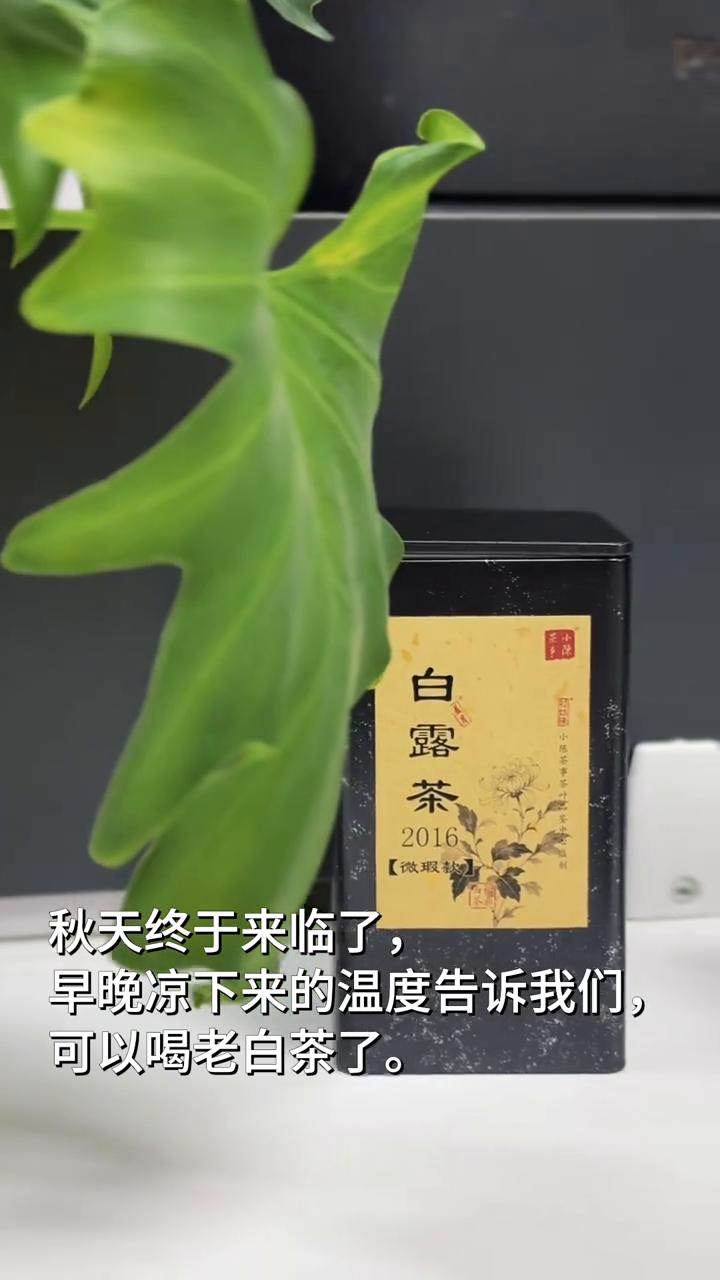 办公室如何喝老白茶？从一杯2016白露茶喝起！秋天终于来临了，早晚凉下来的温度