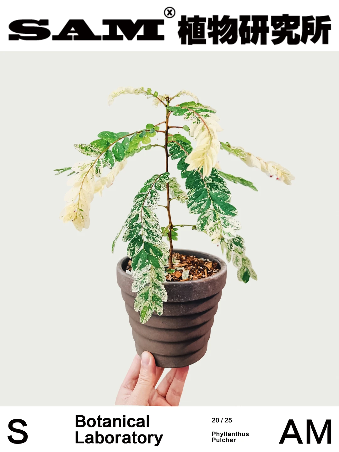 白锦叶下珠｜Phyllanthus Pulcher