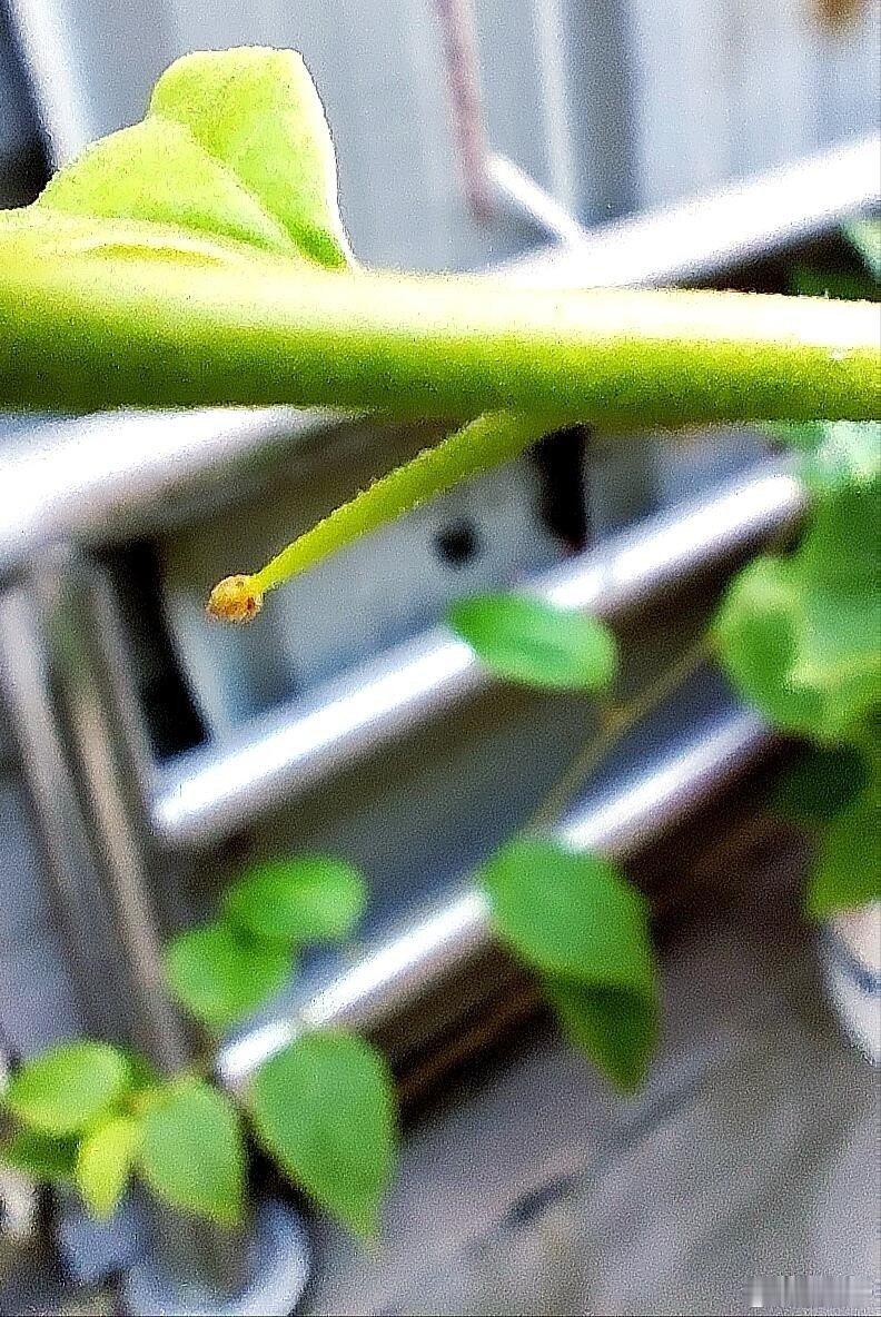 从刺里开出的花以为是花其实是五颜六色的叶子被三角梅的“小心机”骗到了！那些五颜