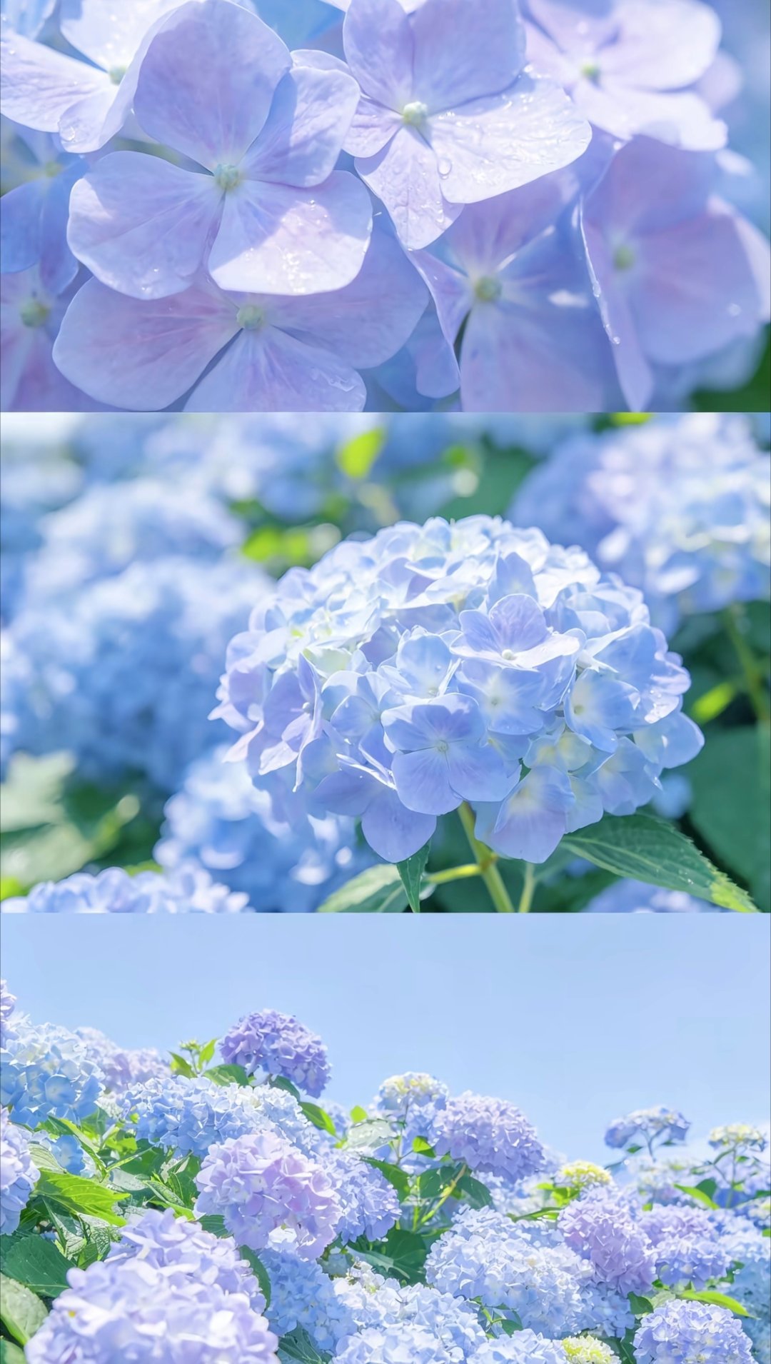 每日一善每日一善愿你如向日葵般，永远追着光，活成自己想要的模样。世界不会辜负每