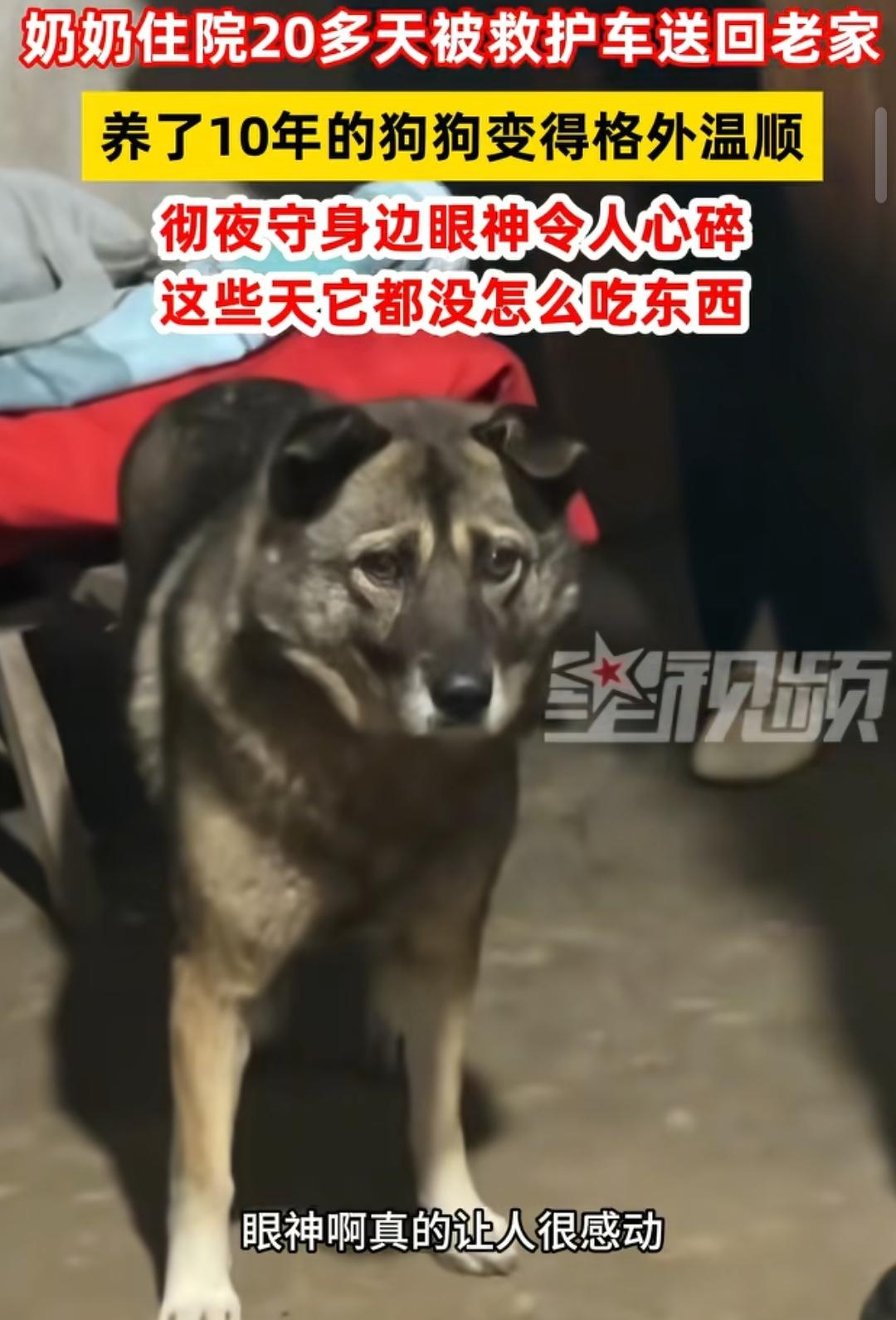 不是“人”但胜似家人，奶奶生病就一直守在旁边，没离开过。中国田园犬永远都是一