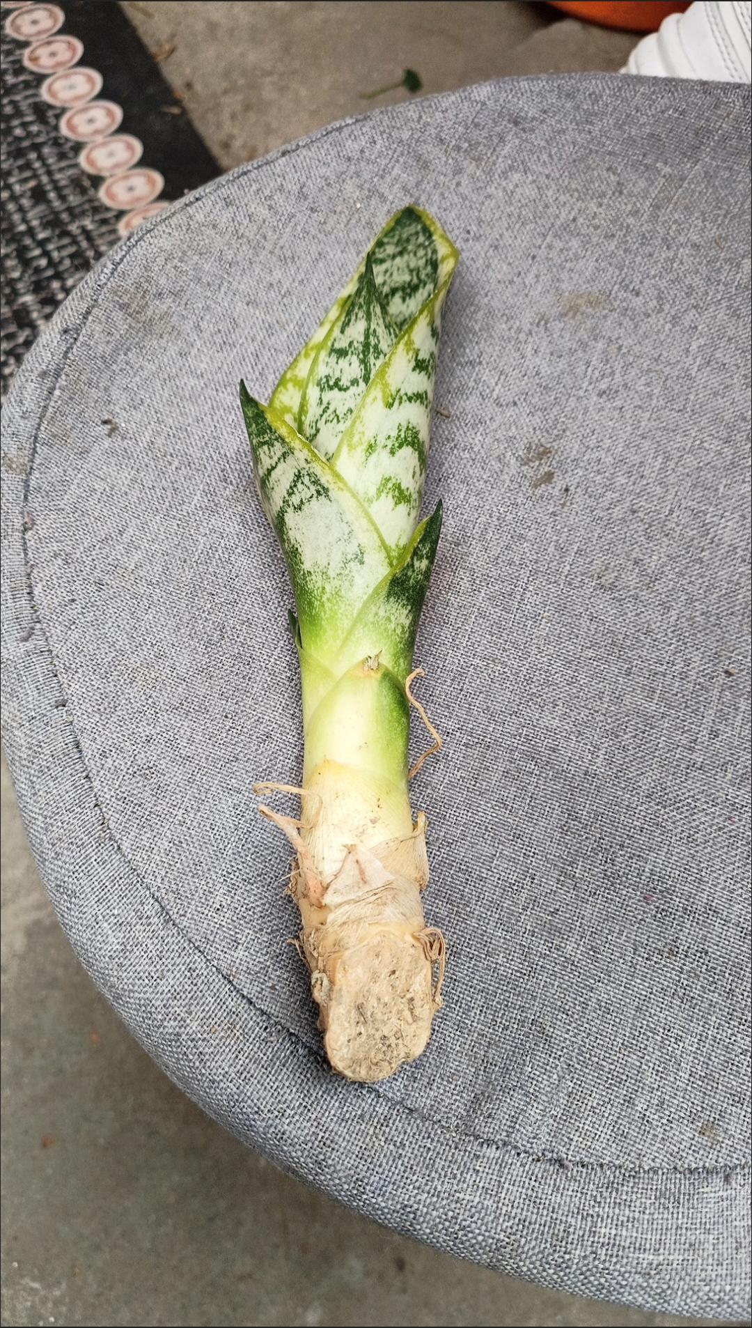 知人知面难知心