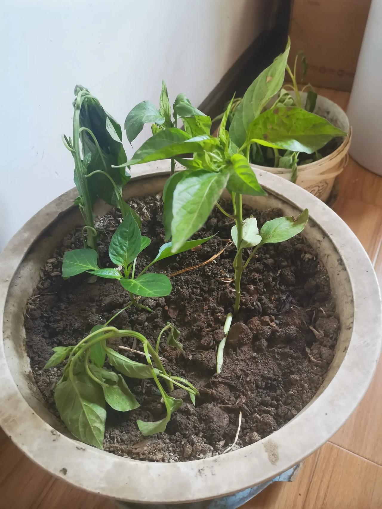 今天在家种莱。早上去菜市场买了6棵辣椒苗，3块钱；又买了几棵竹叶菜苗，两块钱：