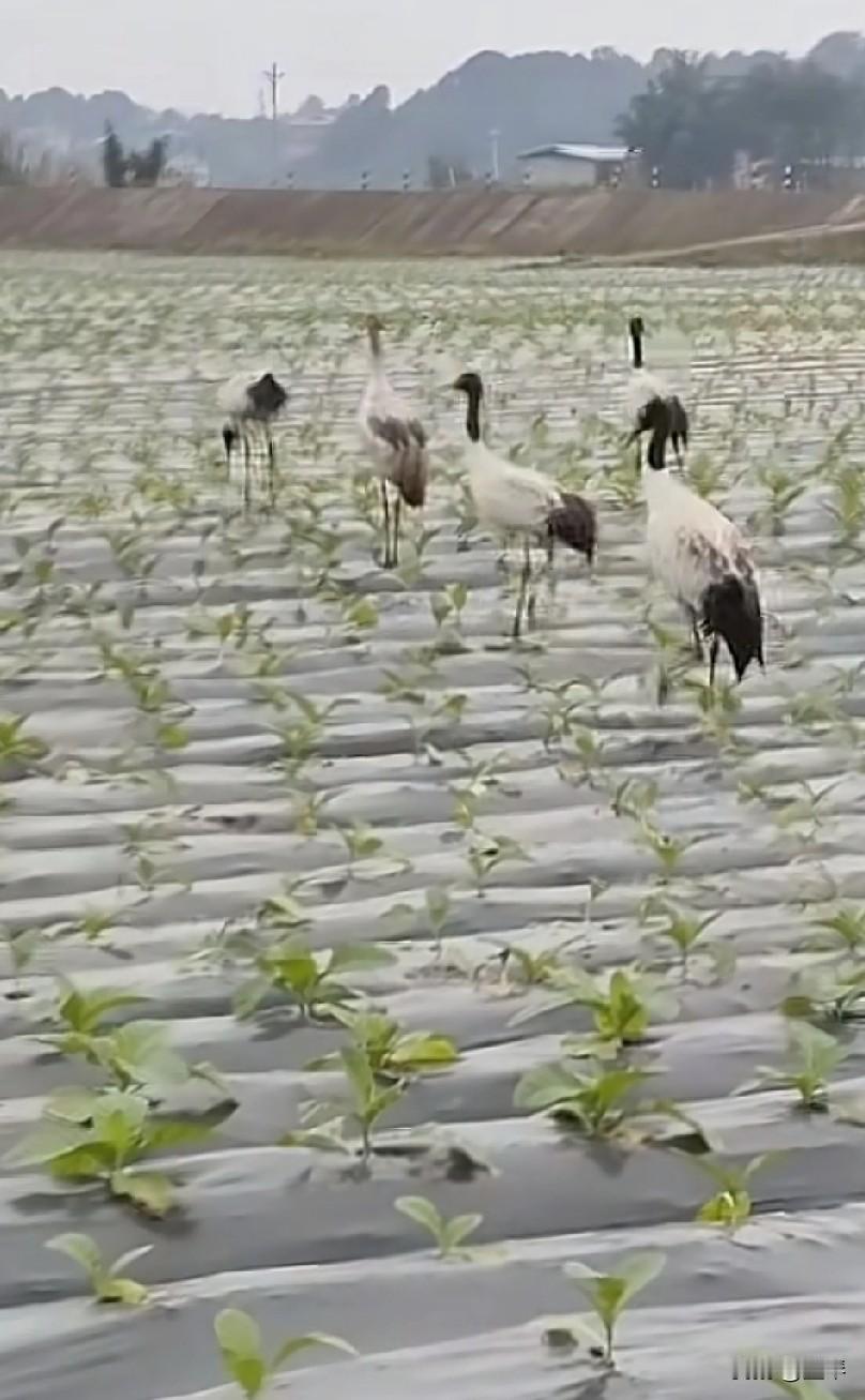 宜宾泥溪一农户烟地发现野生保护动物——“黑颈鹤”。看来大宜宾的生态确实是好起来了