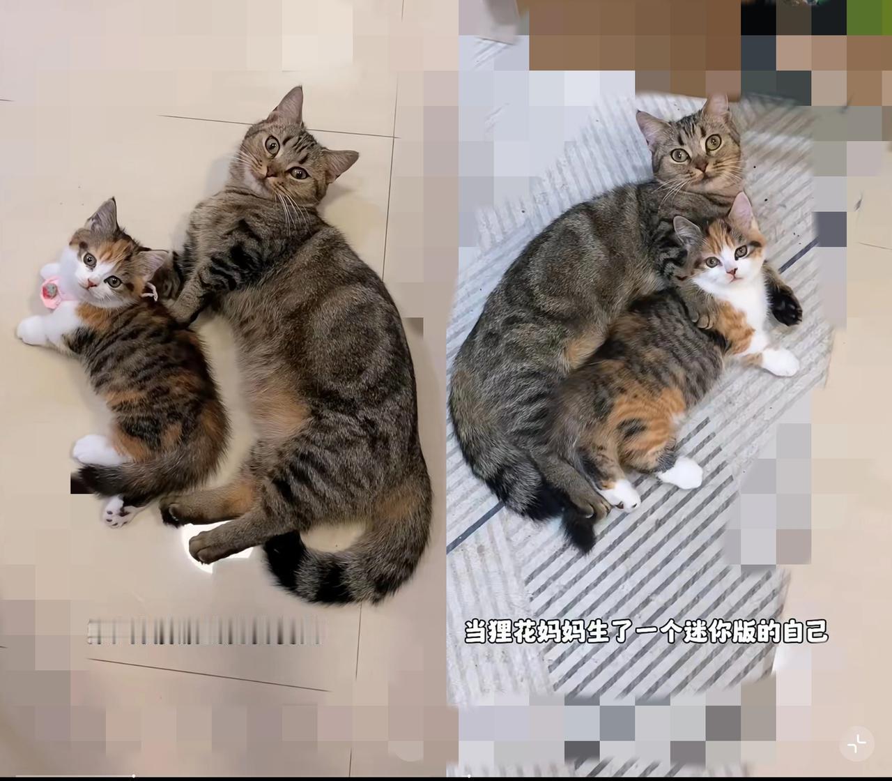 狸花猫母子太绝了！这才是中国本土猫的“天花板”谁看了这对狸花