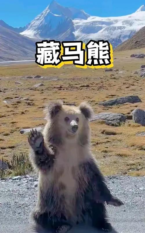 一个骑行西藏灵芝的网友最近遇到一只特别可爱的藏马熊，他拍照的时候藏马熊就友好的和