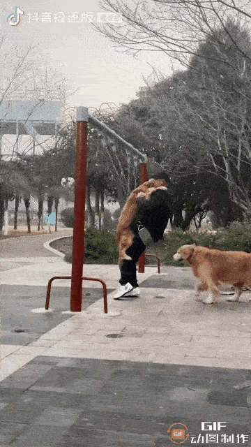 一位惯毛孩子的大叔带着两条金毛犬来到公园，看到有趣的秋千就想着抱着狗儿子去打秋千