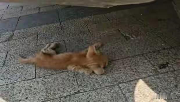 泪目了，这天一位阿姨去街上买东西，结果当她走到一条过道的时候，看到一只残疾的小奶