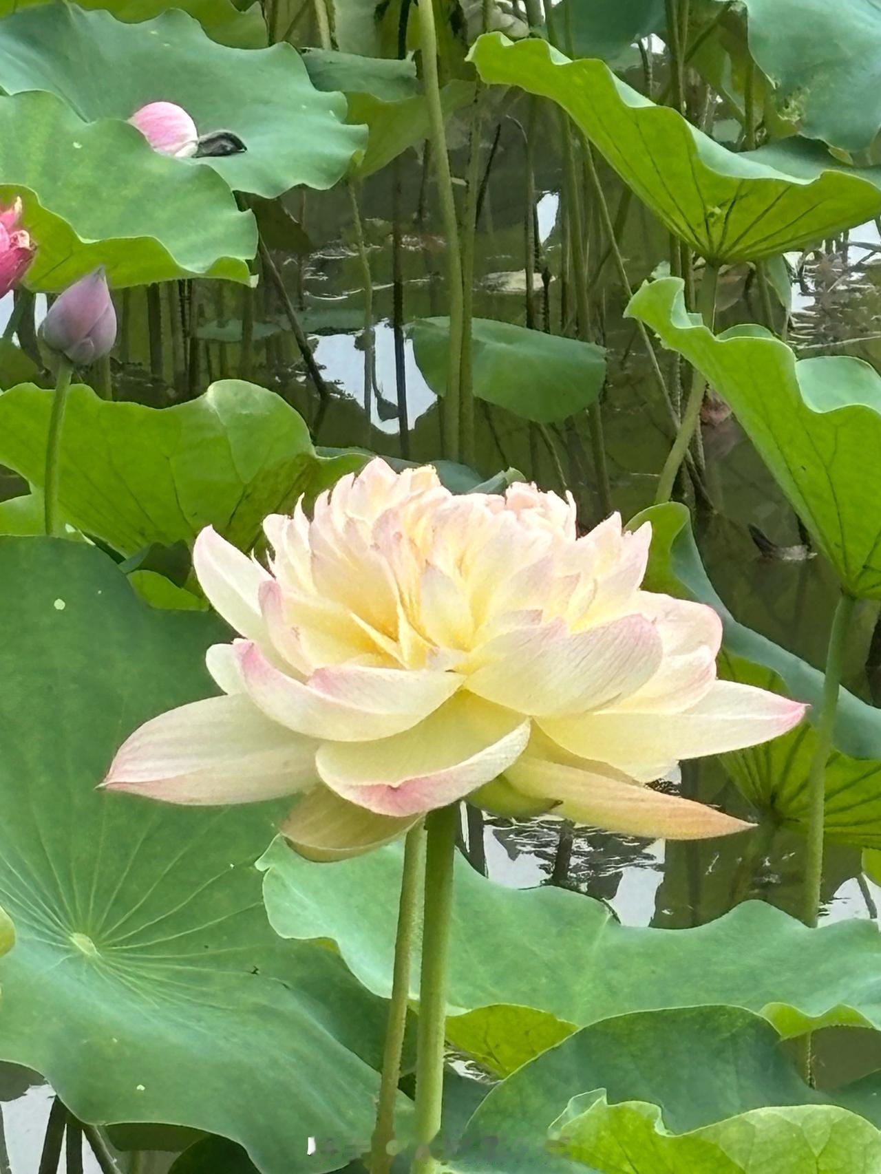 北京的夏天，荷花成了公园里最美的风景线。6月起，玉渊潭、紫竹院的荷花就渐渐绽放，