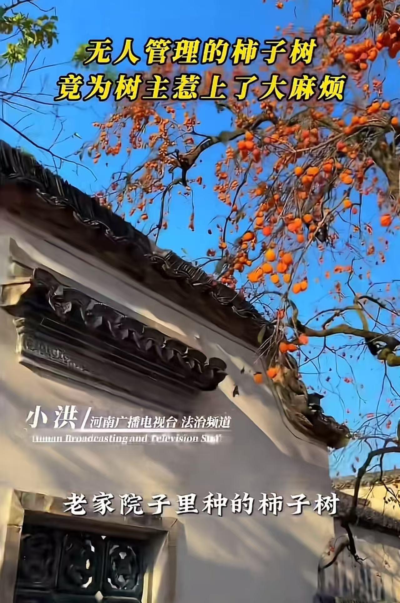 “无人管理的柿子树，竟为树主惹上了大麻烦！”河南一村民常年在外打工，老家院子里种