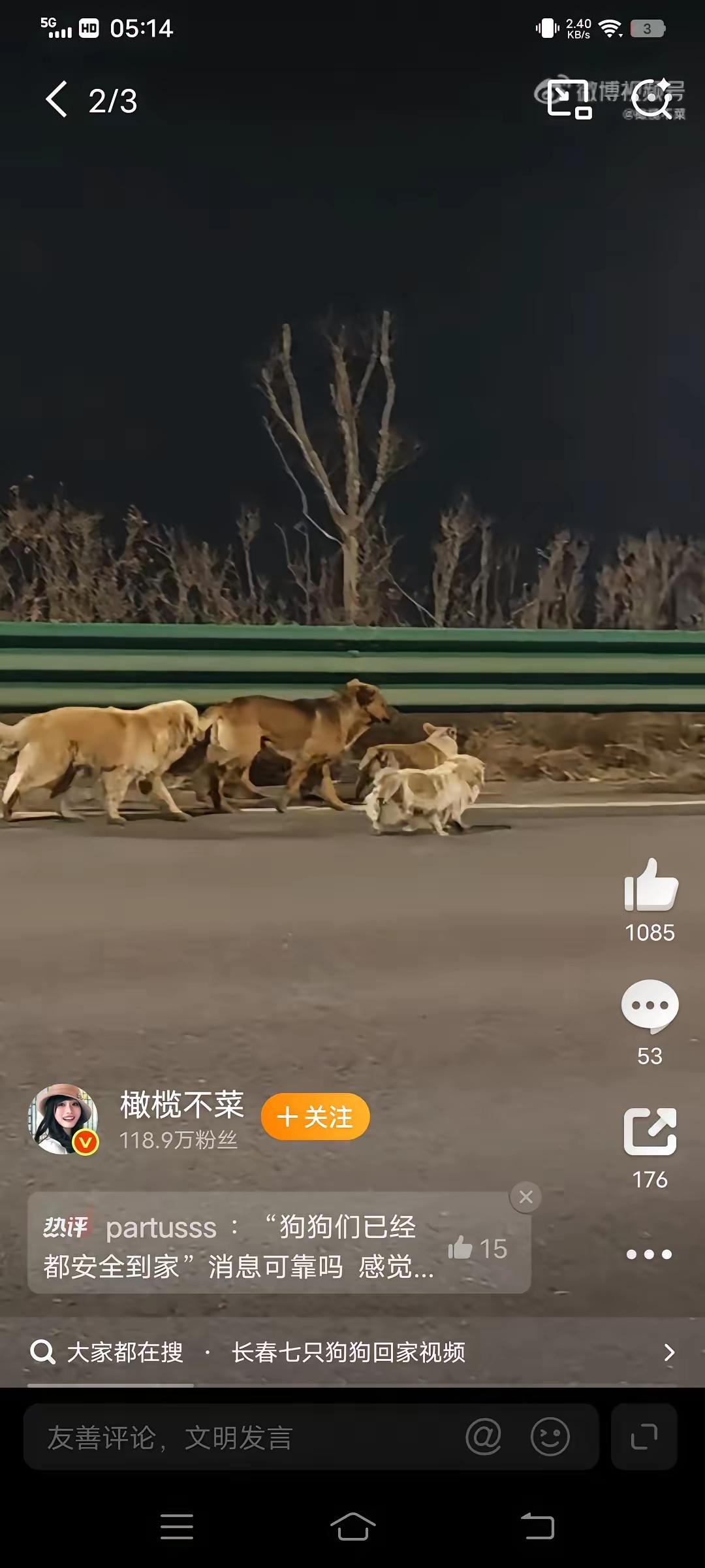 七只天天腻在一起玩的小狗被偷狗的给拐走了，结果它们特别争气，居然一起逃出来了！