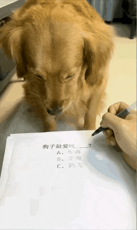 狗还认字
