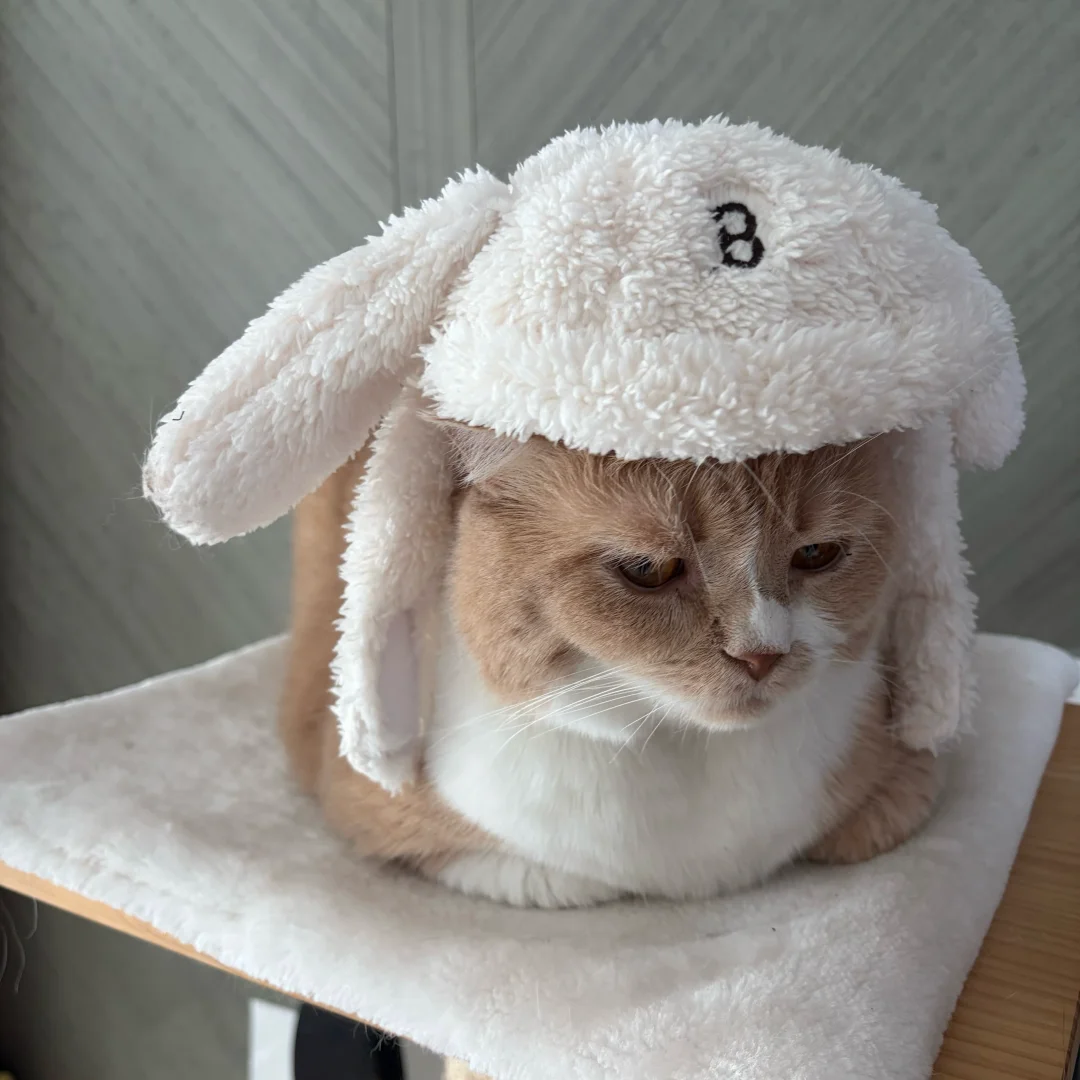 一败兔地🐰#哈基米#猫咪日常#萌宠出道