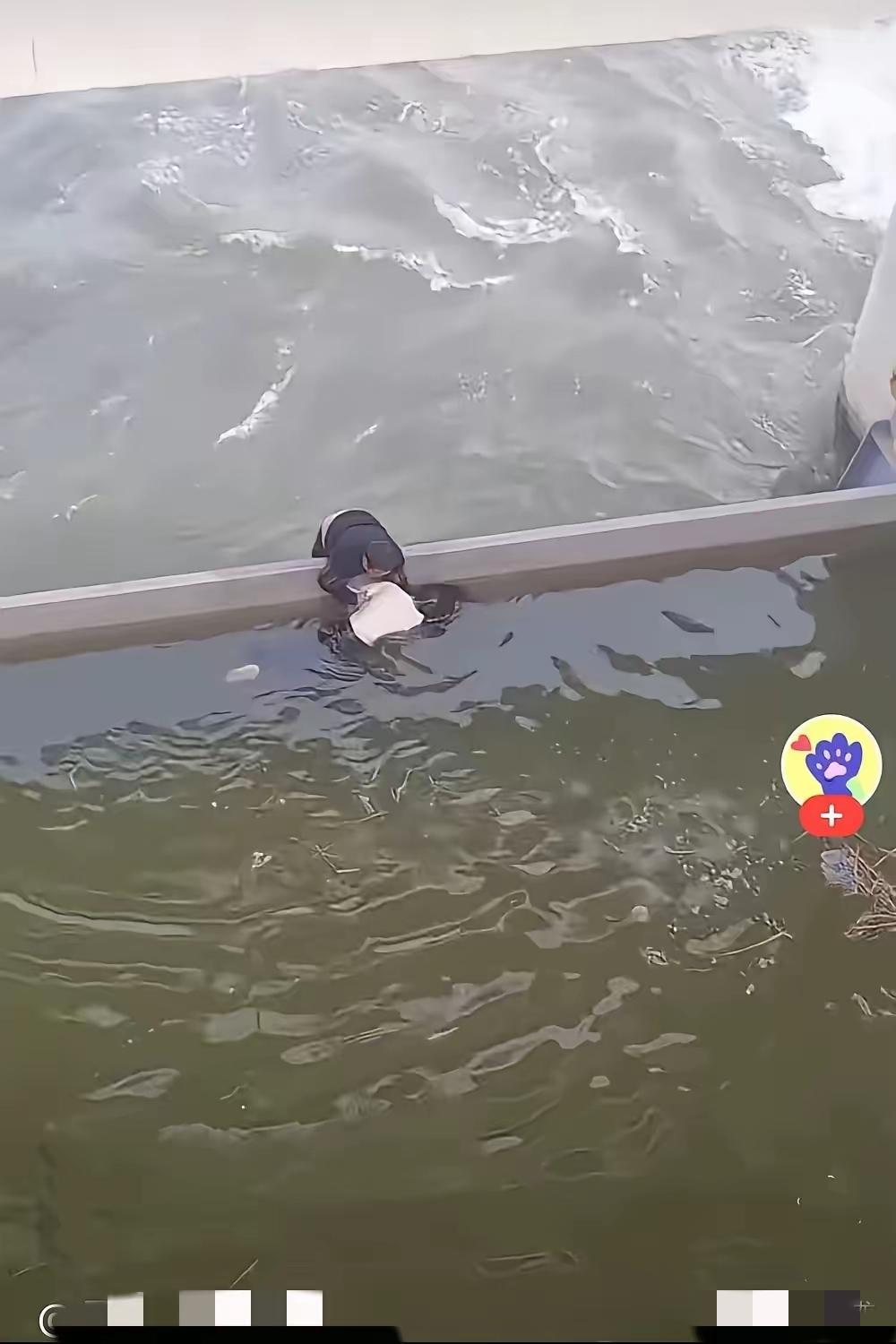 河南周口这一幕，看哭无数人！正开闸放水的河道里，女子意外落水，湍急水流瞬间将人裹