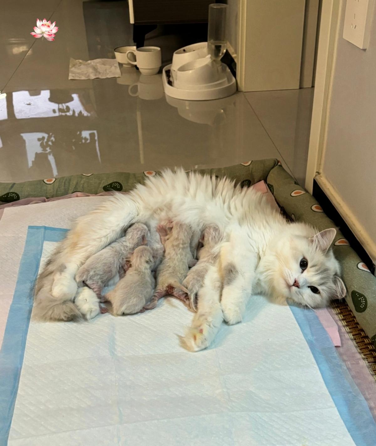 万万没想到！江苏一铲屎官出差7天回家，开门直接看哭了！原本