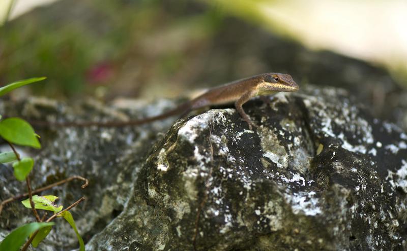 “起猛了，以为看到‘山海经’了”这话最近还挺火。有人起猛了以为遇见飞龙，那描述“