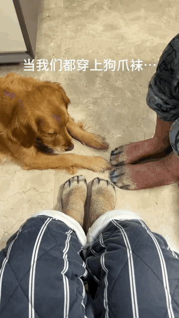 当我们穿上了狗爪袜……狗子直接懵了[墨镜]