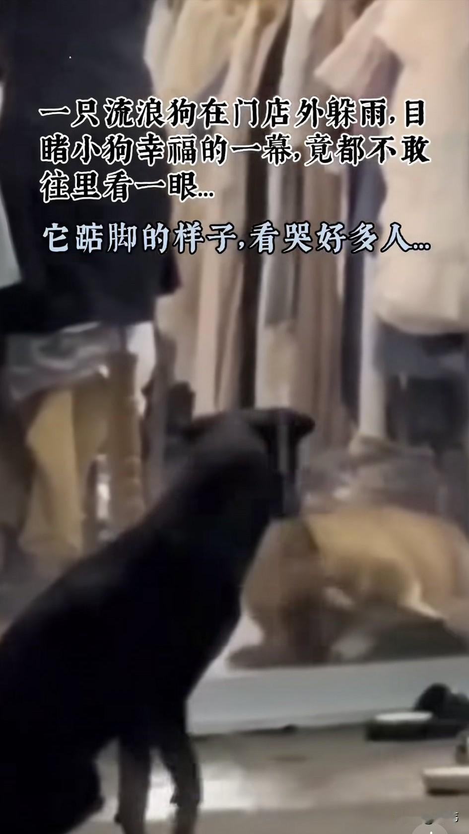 泪目了！这天一只可怜的流浪狗来到一家衣服店门口躲雨，透过玻璃狗狗看到了店主小姐姐