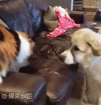 LH手机科技爱好者今天早上开车，就有一只小猫咪突然出现在我车前面，差点把它压过