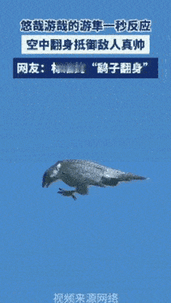 不知道乌鸦哪来的勇气，敢偷袭这家伙。