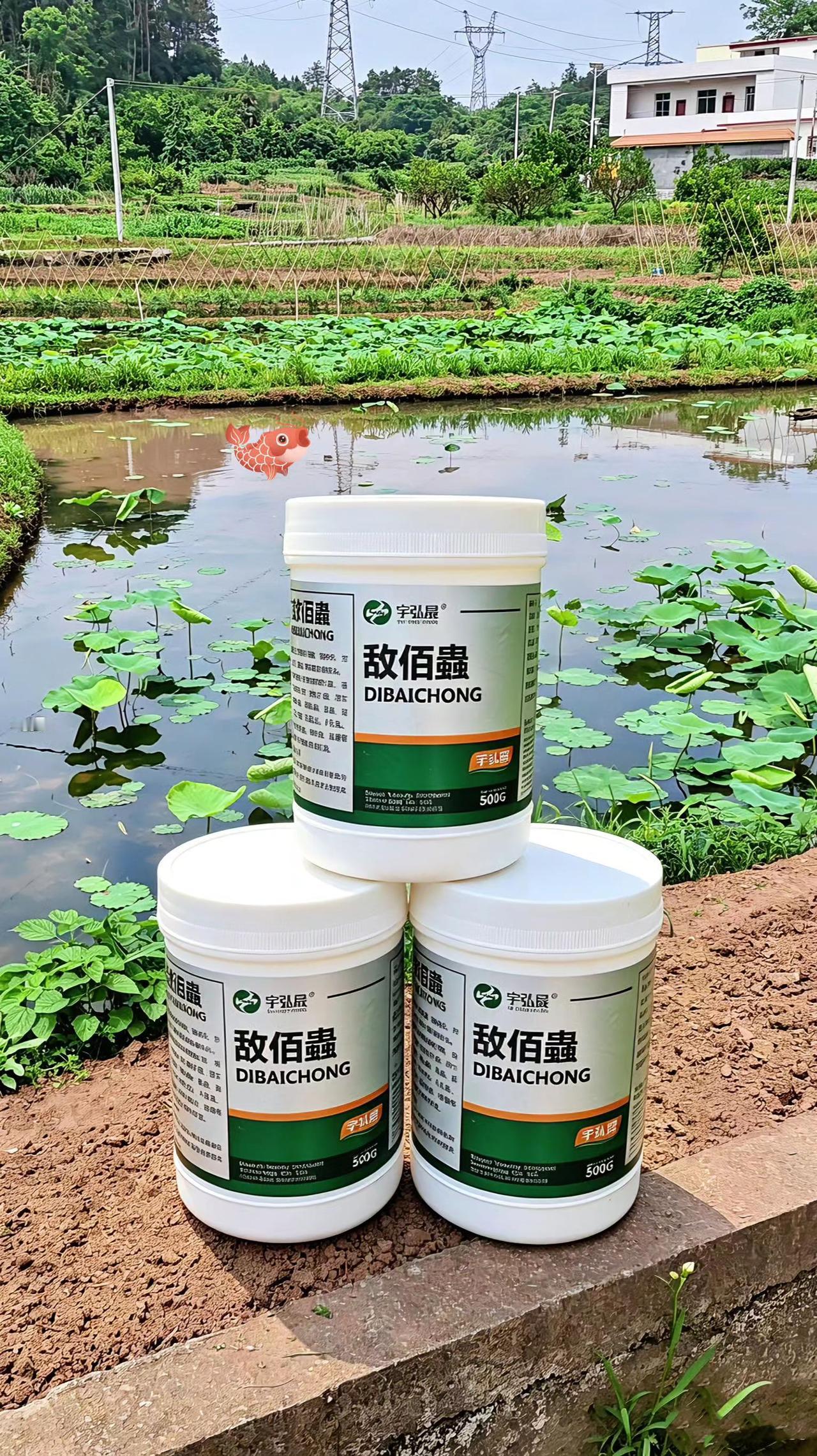 敌佰蟲鱼塘养殖鲢鱼鲤鱼草鱼