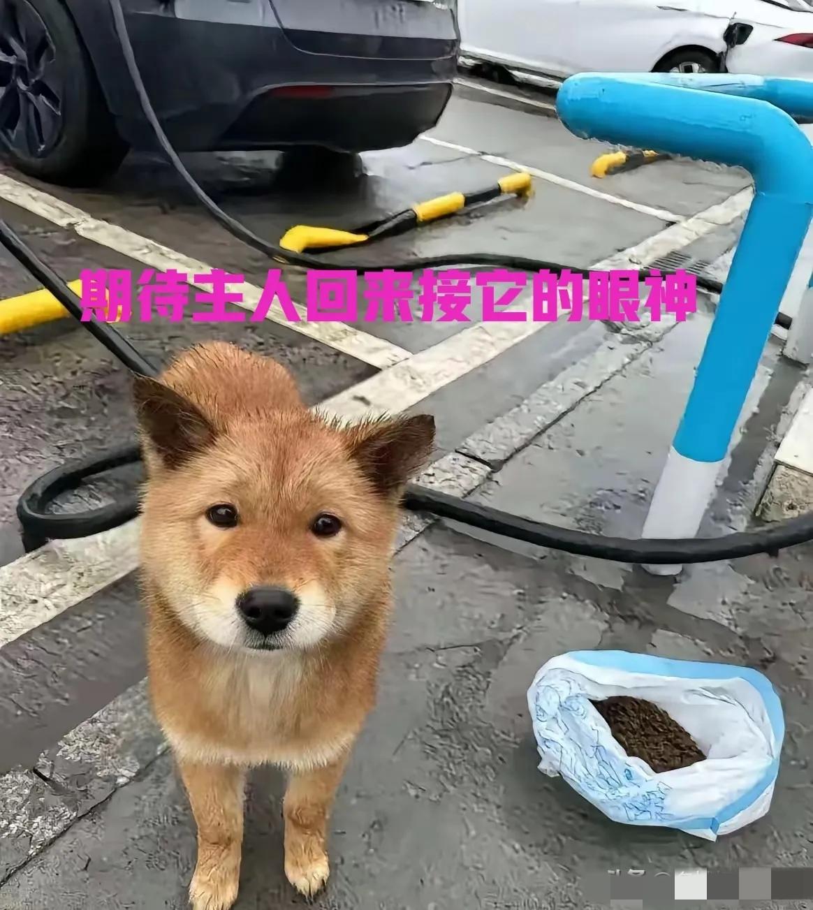 昨天下雨天回老家，经过一服务区看到一只被遗弃在服务区的狗狗。由于车要充电，闲来无