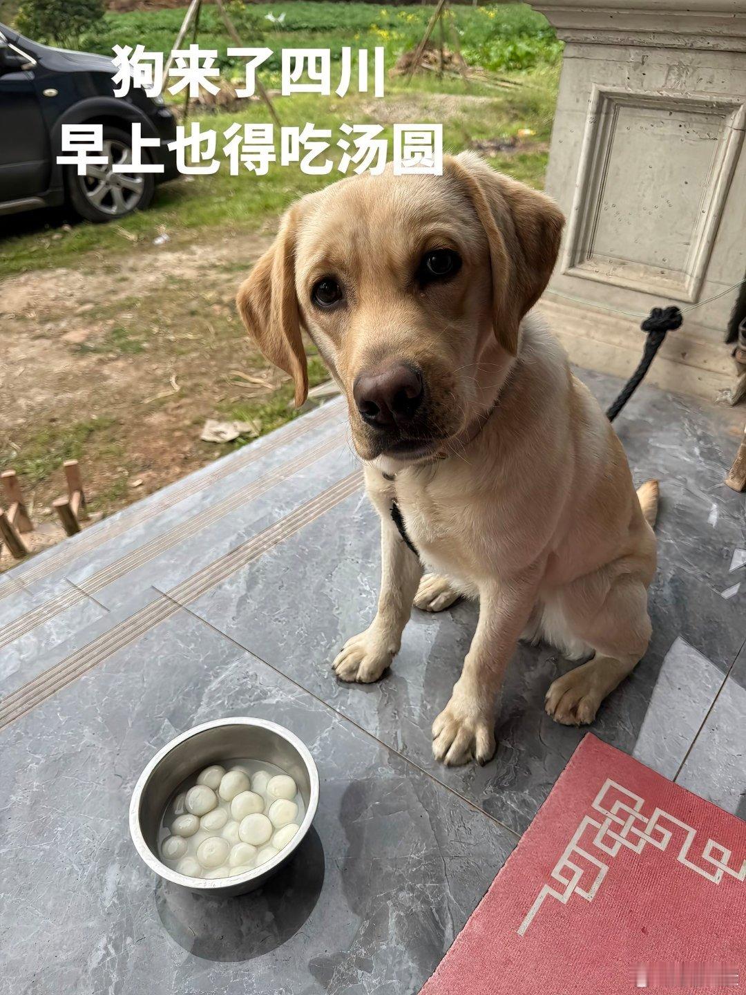 川渝人有自己的早饭夺命大汤圆，我吃了两个，你们能吃几个？成都