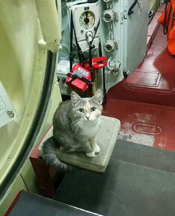 航母上为什么要养猫？是为了抓老鼠？要这么想那你就错了，现在航母上的猫可不仅仅是为