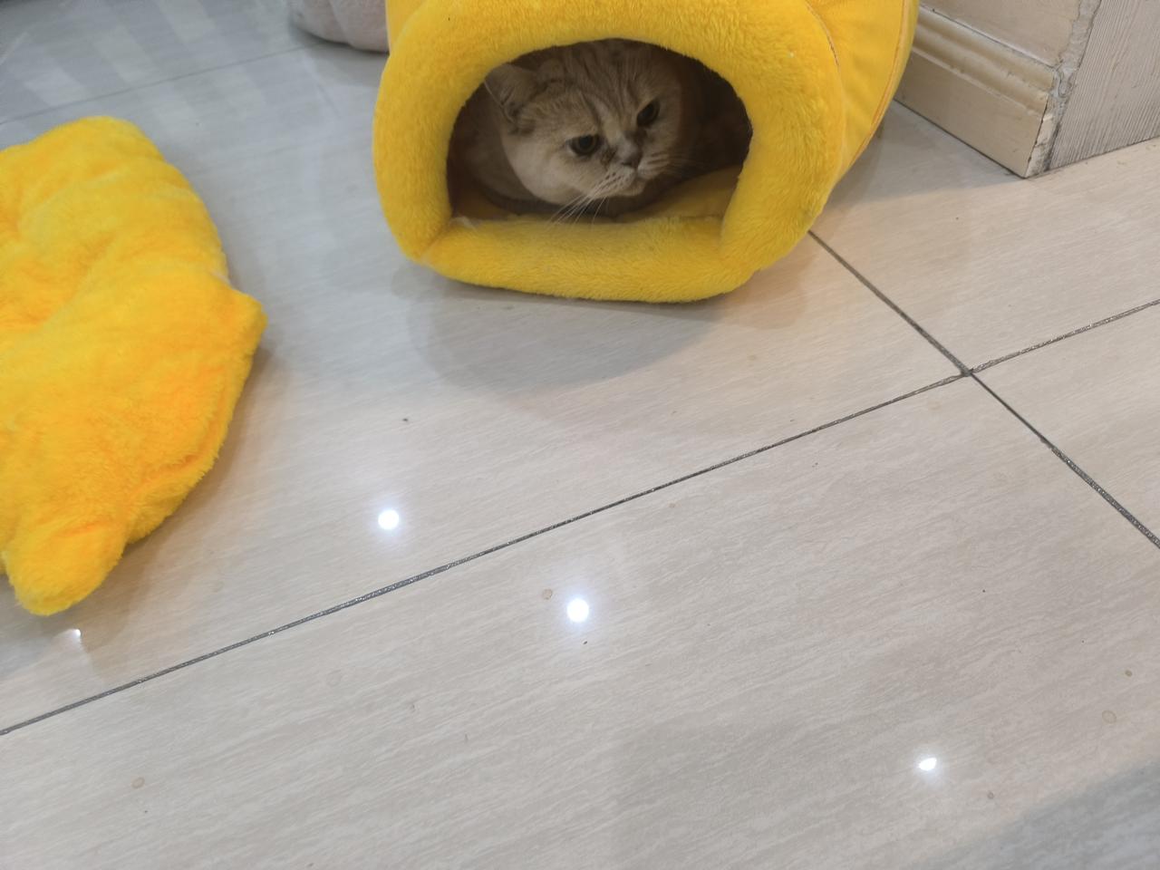 买了一个窝，小家伙竟然住进去“探出小脑袋”，真是可爱[吐舌头眯眼睛笑]