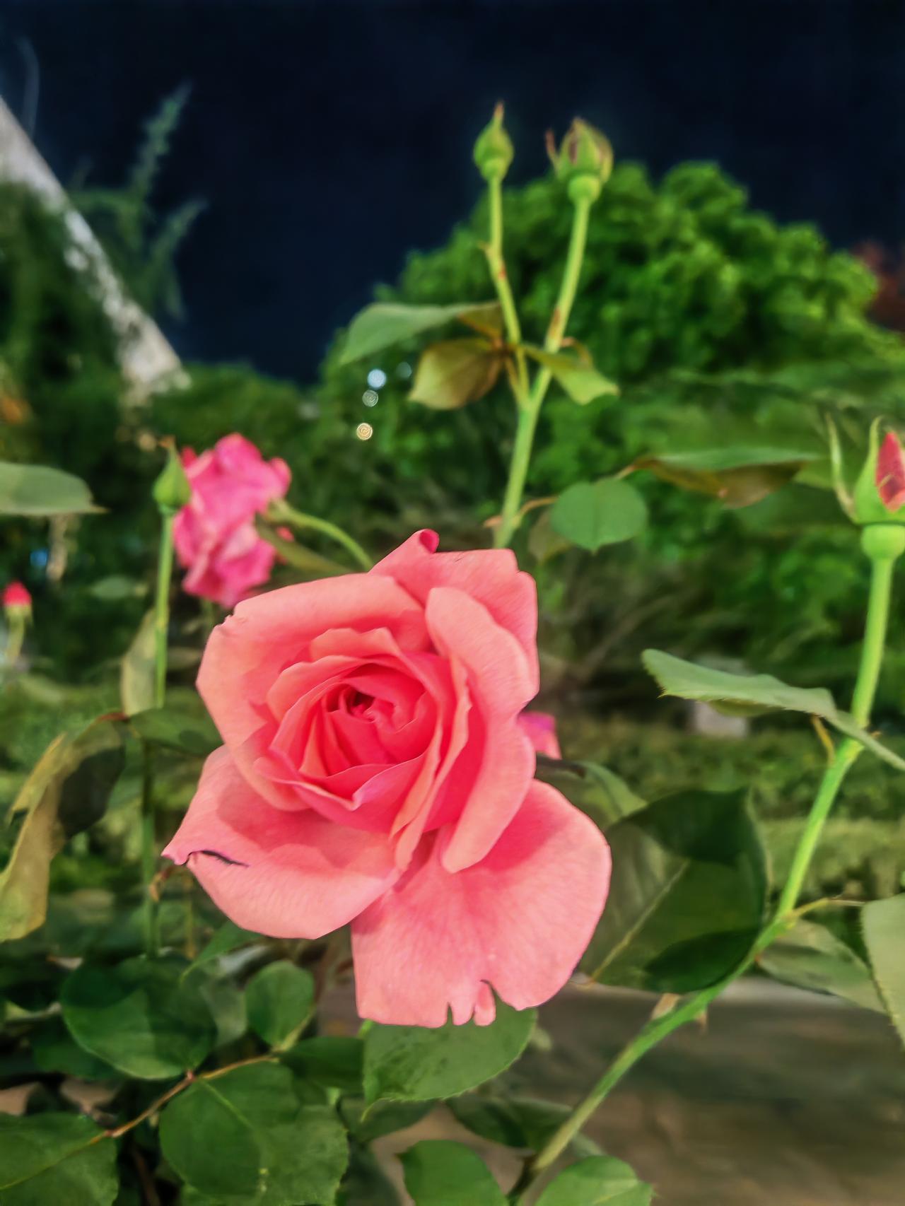 凯里街边月季花竞相绽放，随手一拍都是美景！