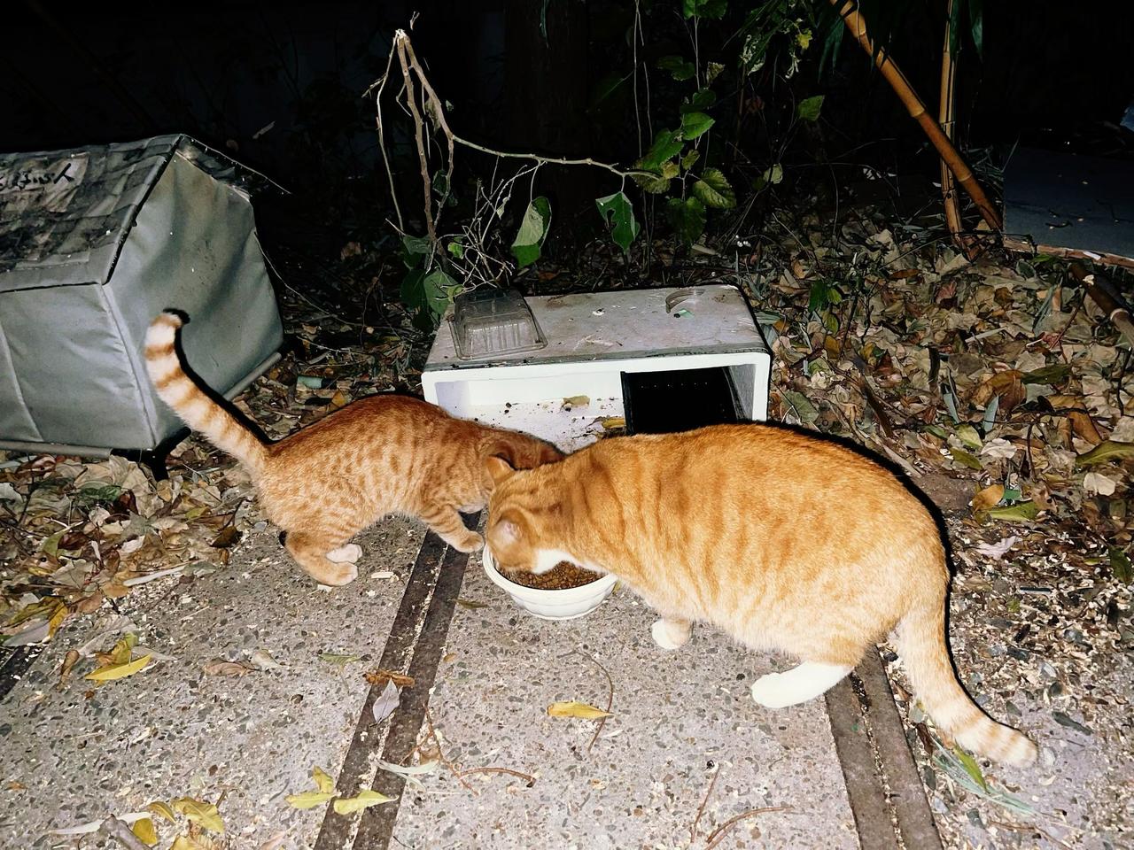 【🐱深夜食堂】心善，命就好行善不言，福报自显心怀善意，福报无限行善积