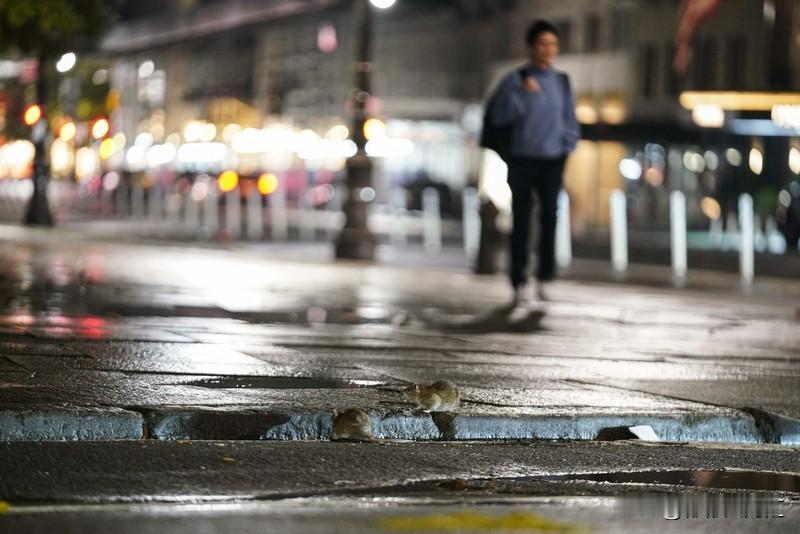 被老鼠咬了真得好好重视，大概率是要打针的。老鼠身上可能携带各种病菌，比如狂犬病病