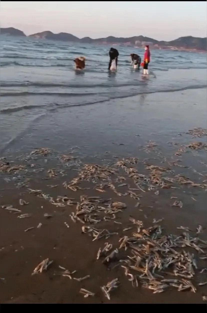 烟台暴雪惊现“海鲜盛宴”！海边蛏子扎堆，赶海人直呼过瘾暴雪过境，烟台海边竟藏