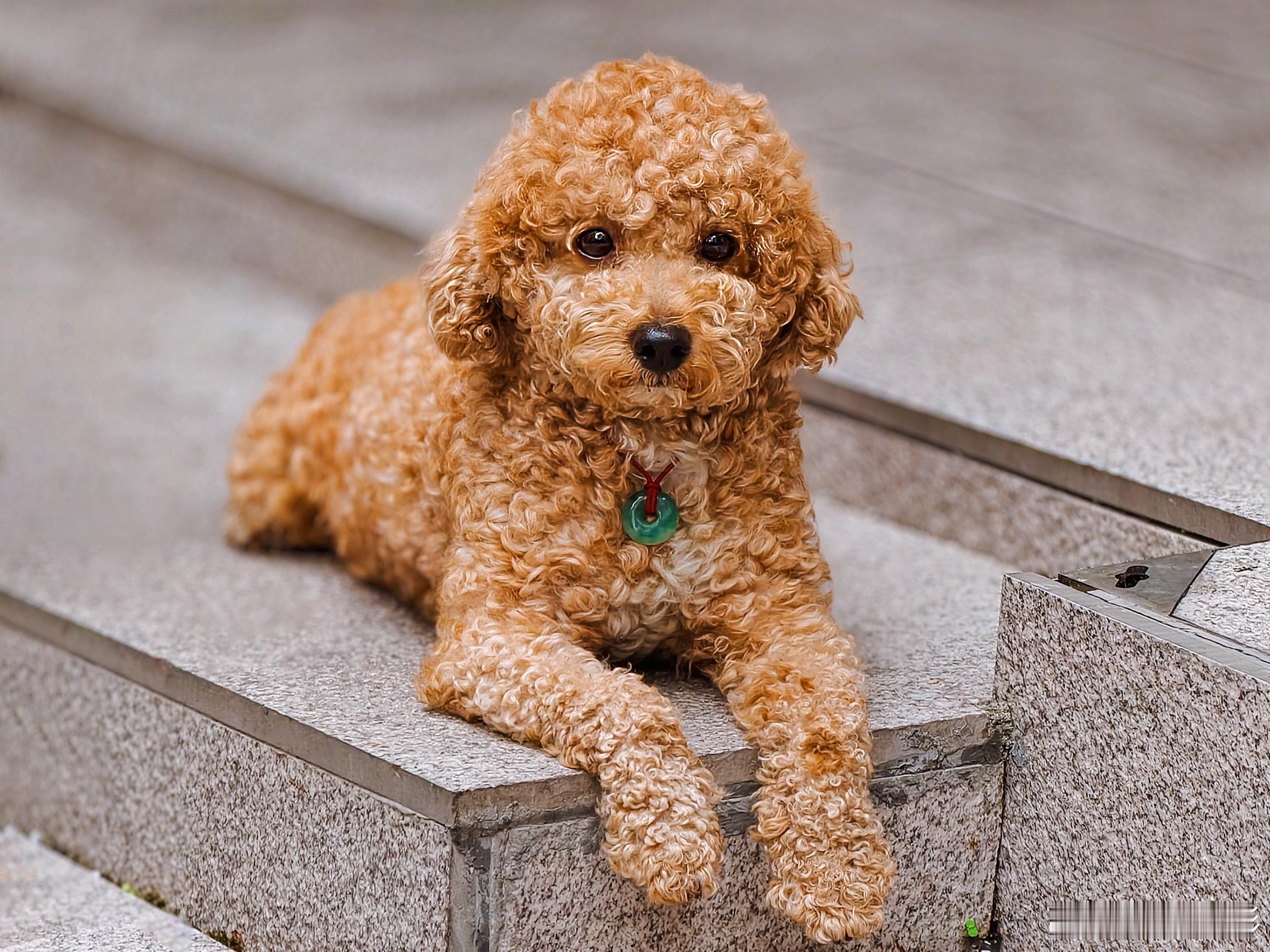 那日街头偶遇戴平安扣的贵宾犬（泰迪）毛茸茸的小卷毛简直是行走的可爱棉花糖~手机