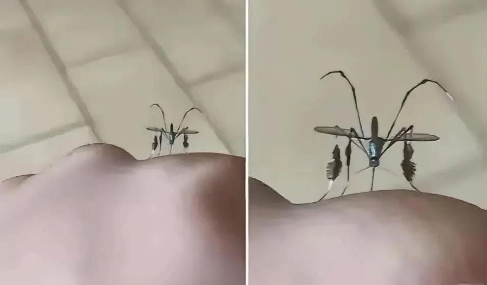 这蚊子是进化到第六代了？这体型也太离谱了吧