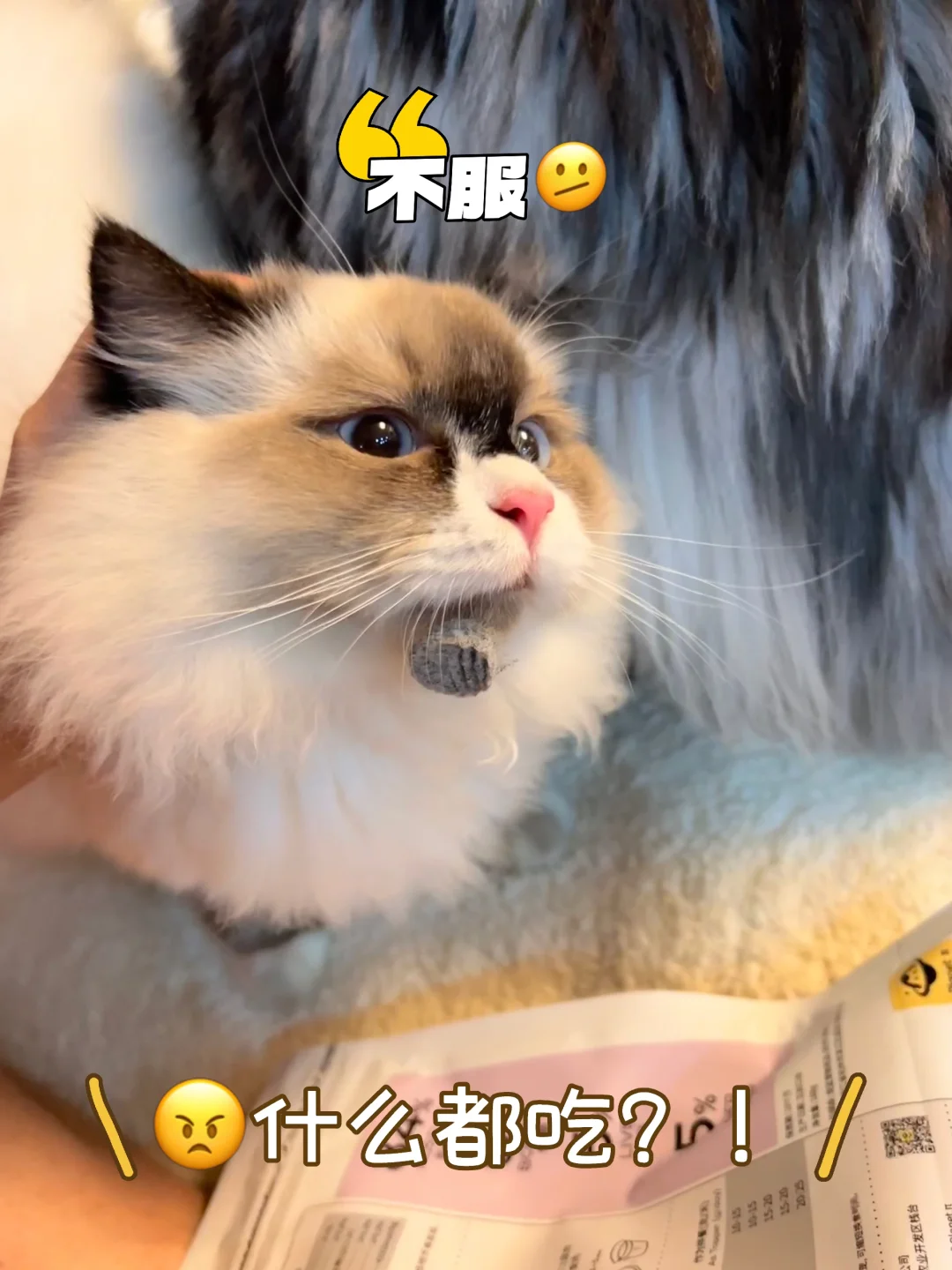 🐷猪饱！怎么什么都吃！