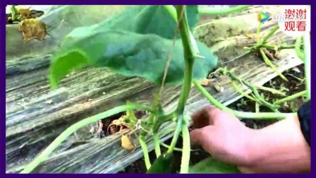 如何种植黄瓜视频 10100726323649281665.jpg?id=0