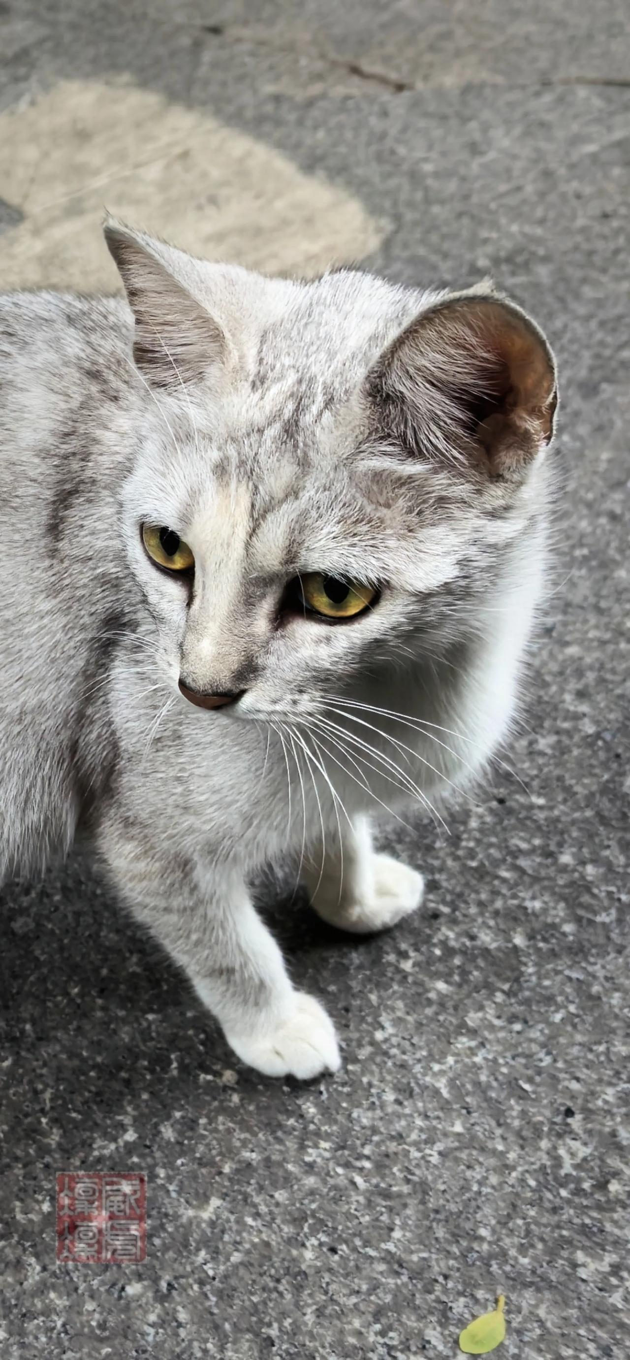 早晨，街边偶遇此猫，它静静地站在那里，眼神中透露出一丝忧郁。停下来看它，它会慢慢