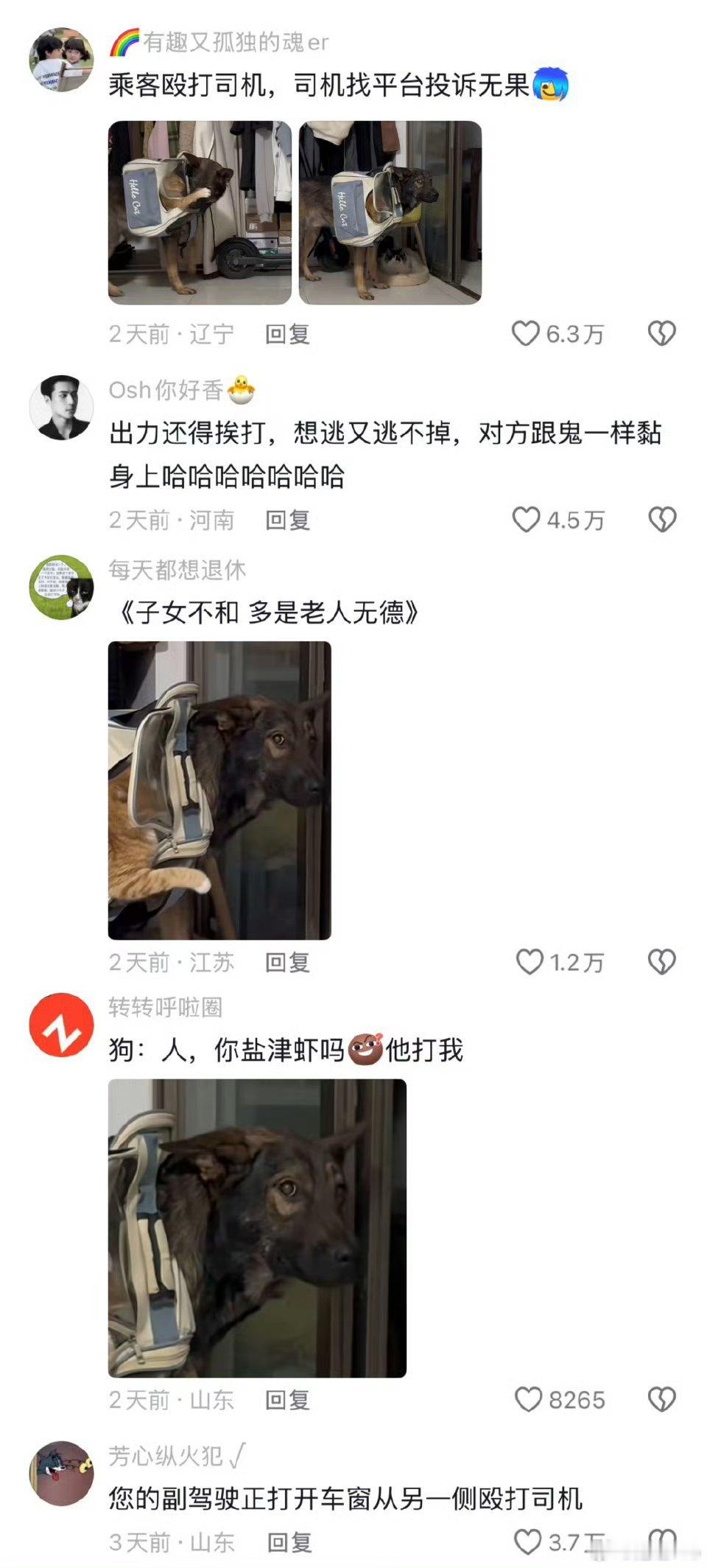 您的副驾驶正在殴打司机这狗子性格和脾气真好是我老早把它丢得远远的了深圳